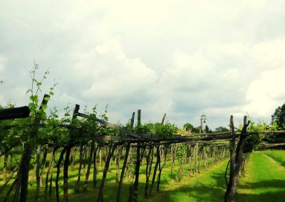 Primorska Wine Region